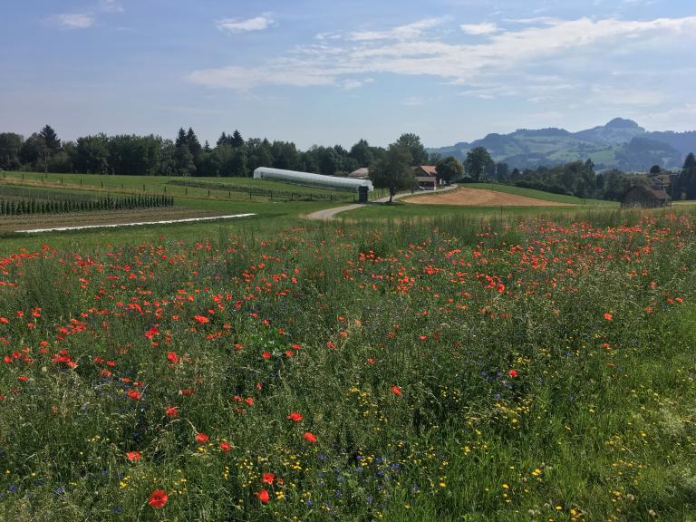 Aussicht auf den Biohof Rotmoos von der Bushaltestelle Rotkreuz