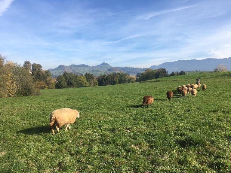 Troupeau de moutons